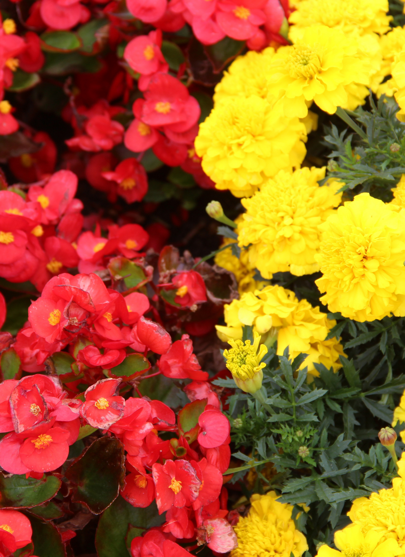Golden Marigolds & Scarlet Begonias – Paint by Numbers Kit