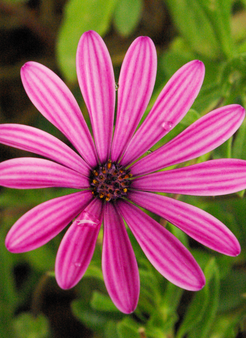 Purple Radiance – Paint by Numbers