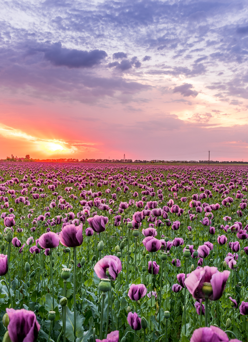 Lavender Sunset Bloom – Paint by Numbers Kit