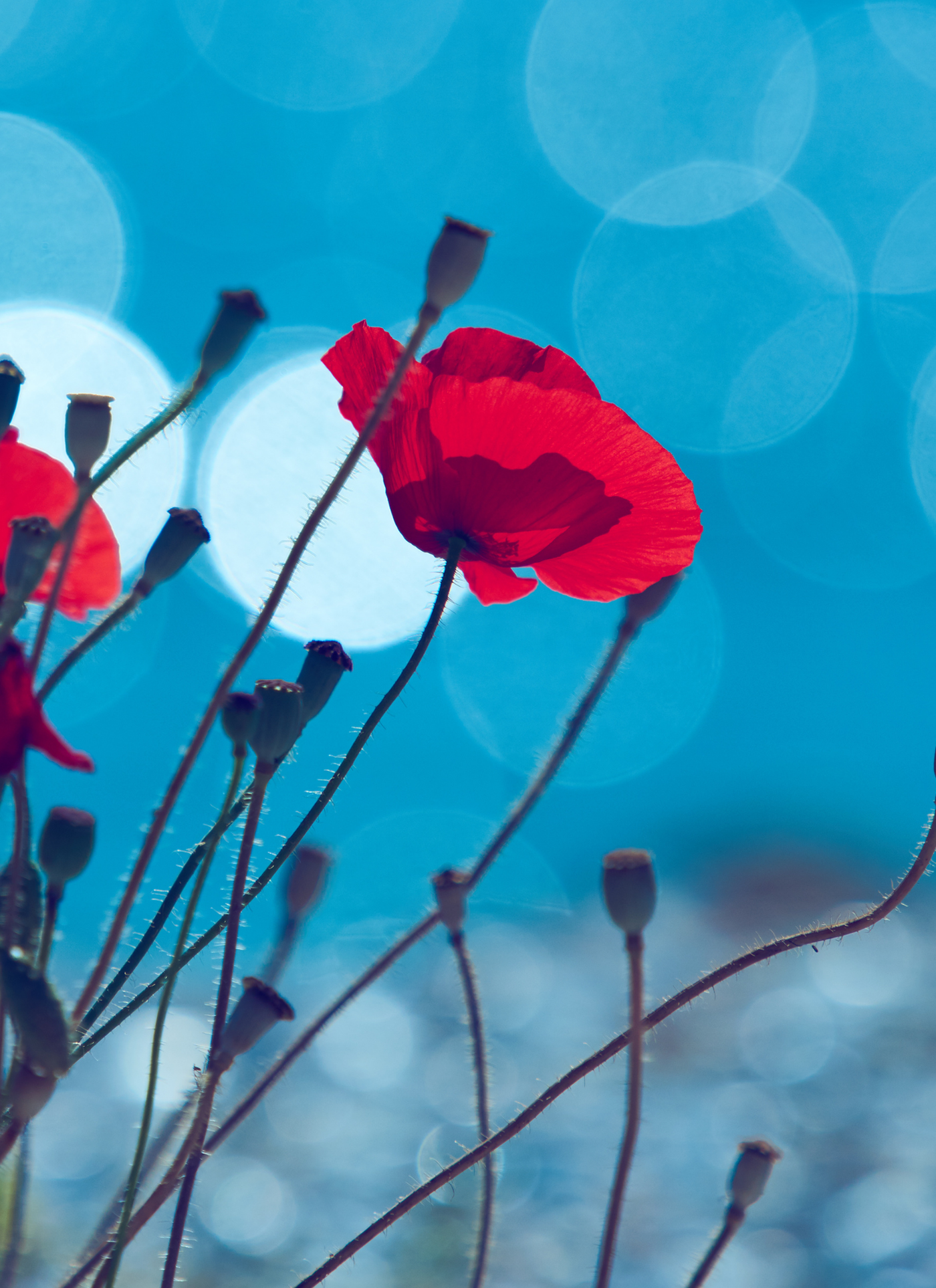 Red Poppies by the Sea – Paint by Numbers Kit