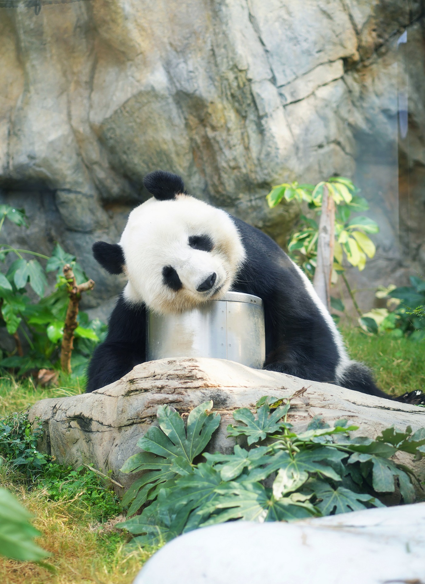 Panda Dreams – Paint by Numbers Kit