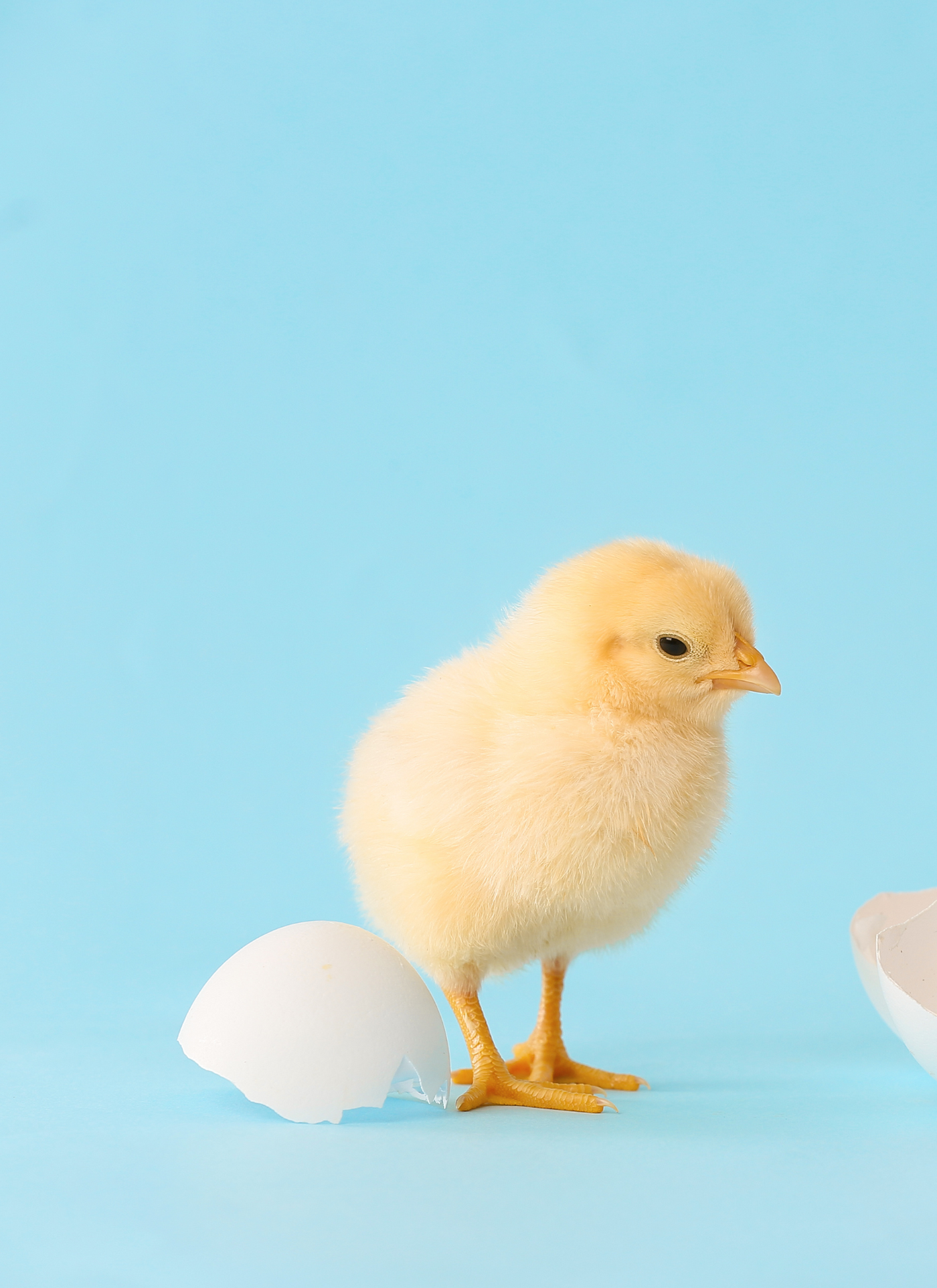 Newborn Chick – Paint by Numbers Kit