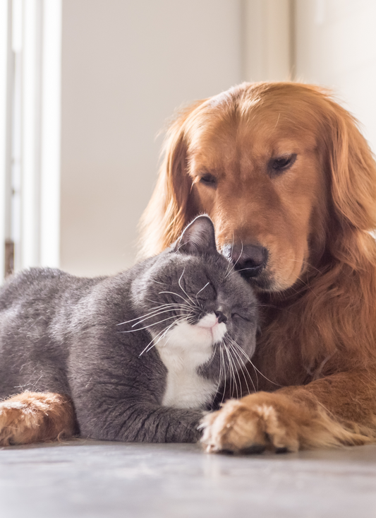 Furry Best Friends - Paint by Numbers Kit