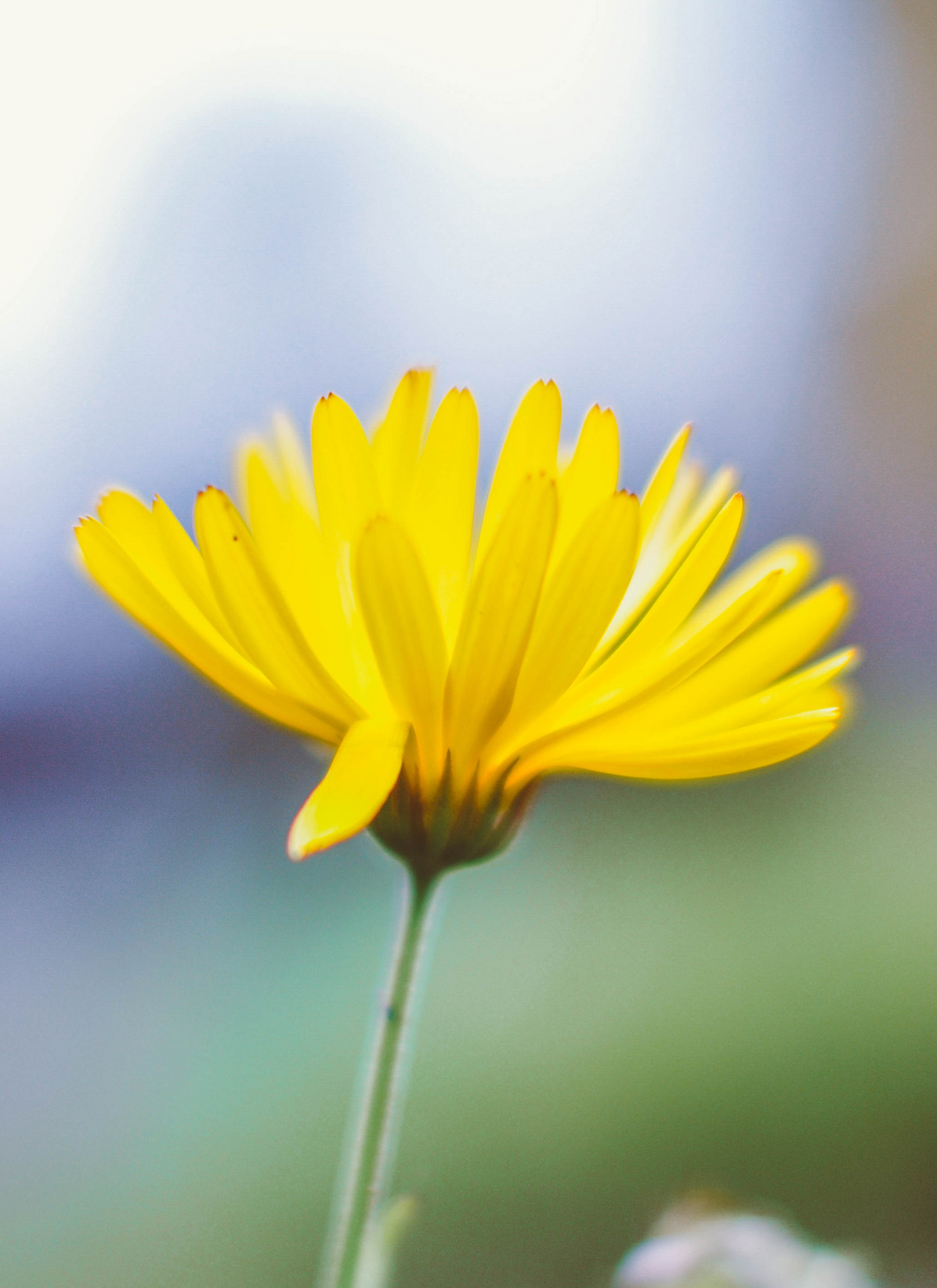 Bright Yellow Daisy – Paint by Numbers Kit