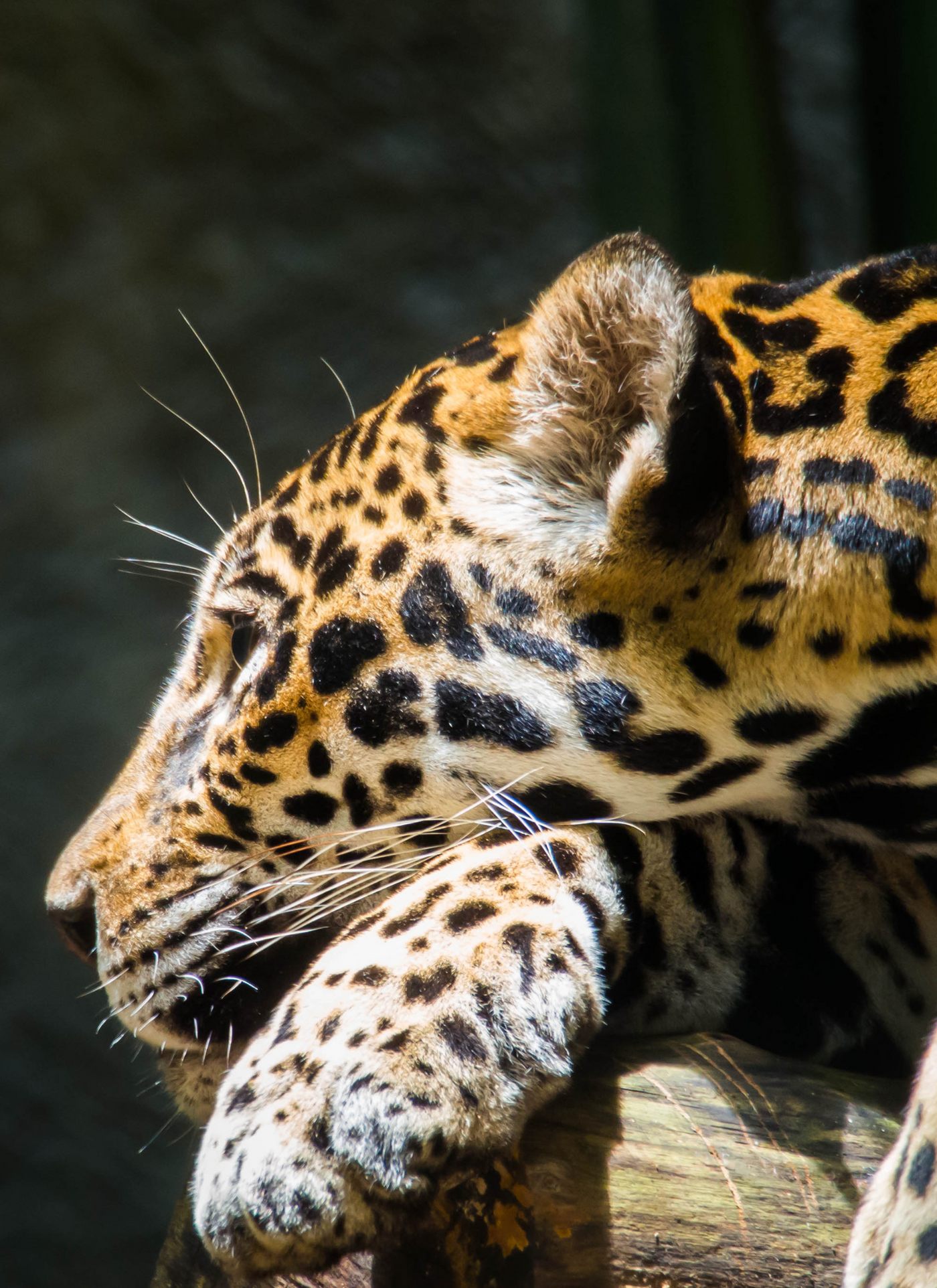 Majestic Jaguar in the Wild – Premium Paint by Numbers Kit