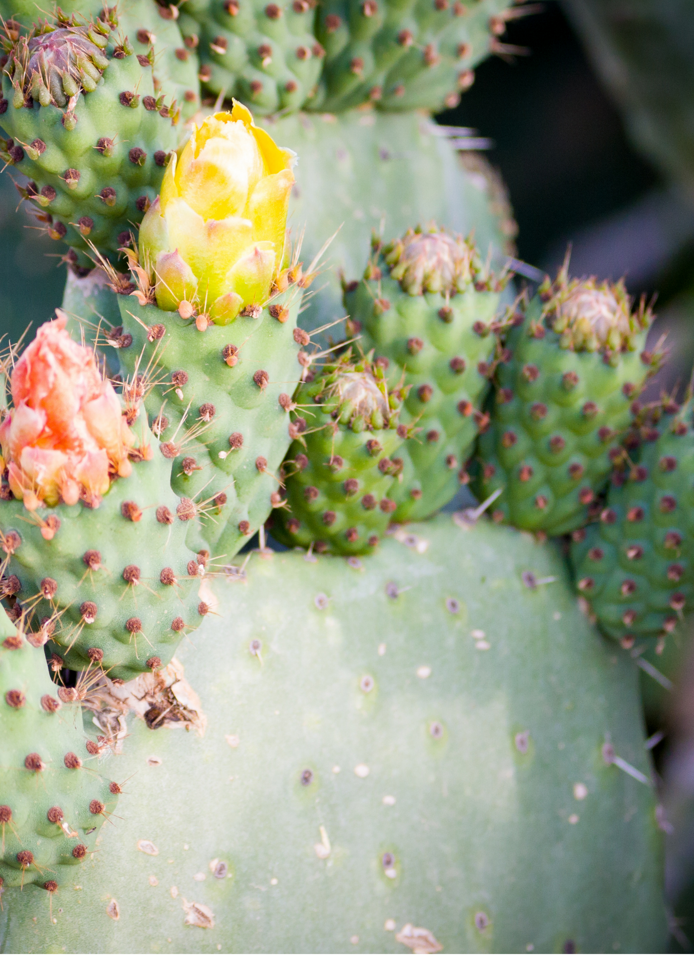 Blooming Prickly Pear Cactus – Paint by Numbers Kit