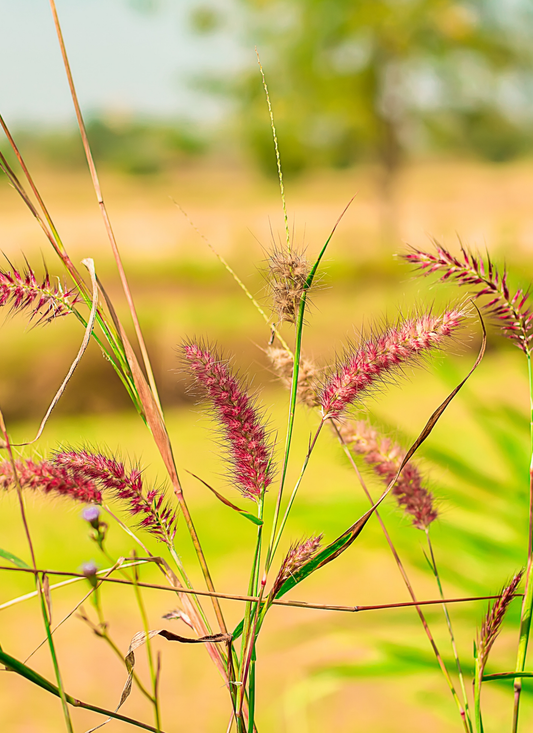 Wild Meadow Grass Blooms – Paint by Numbers Kit