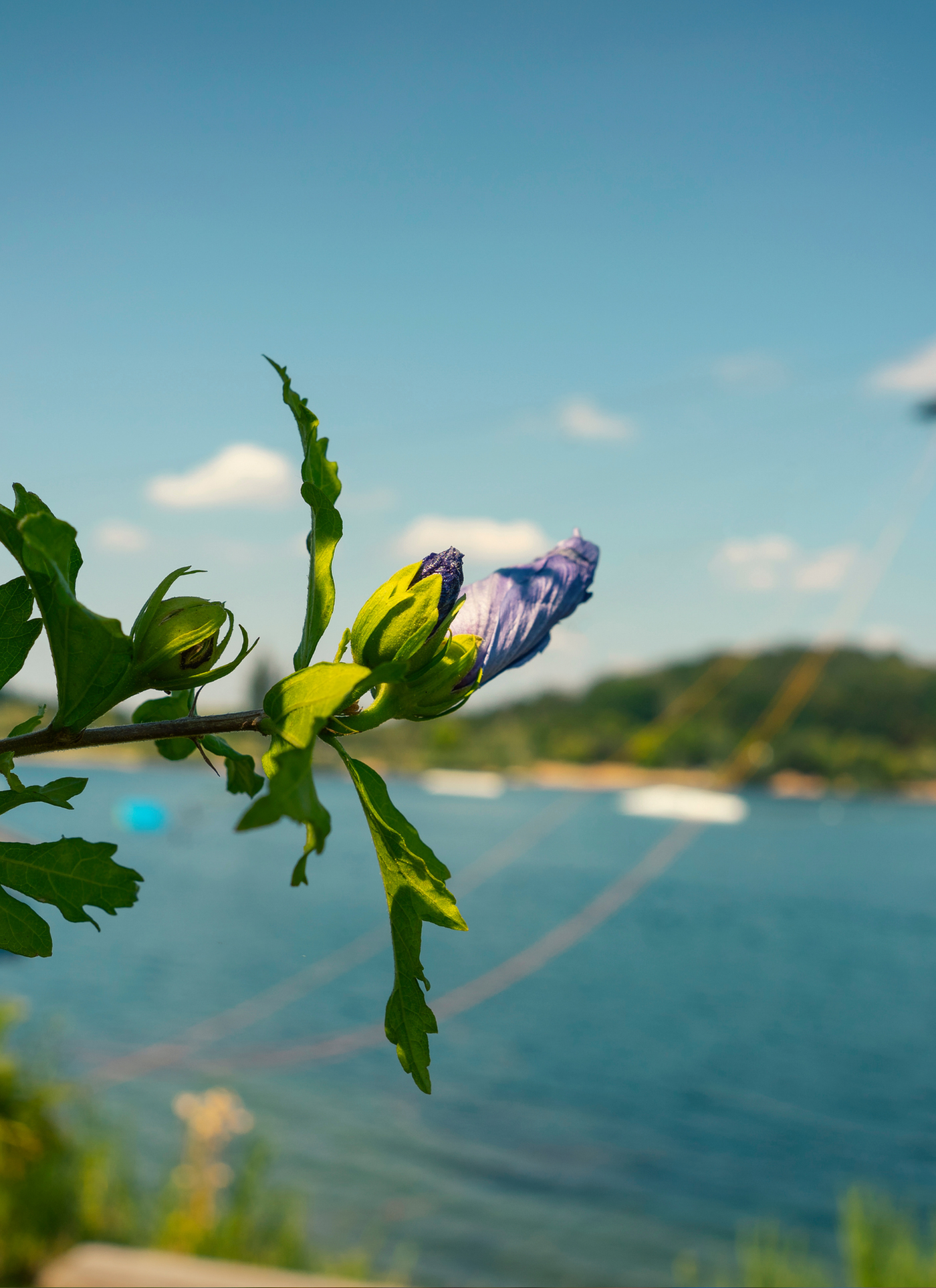 Coastal Blossom Breeze – Paint by Numbers