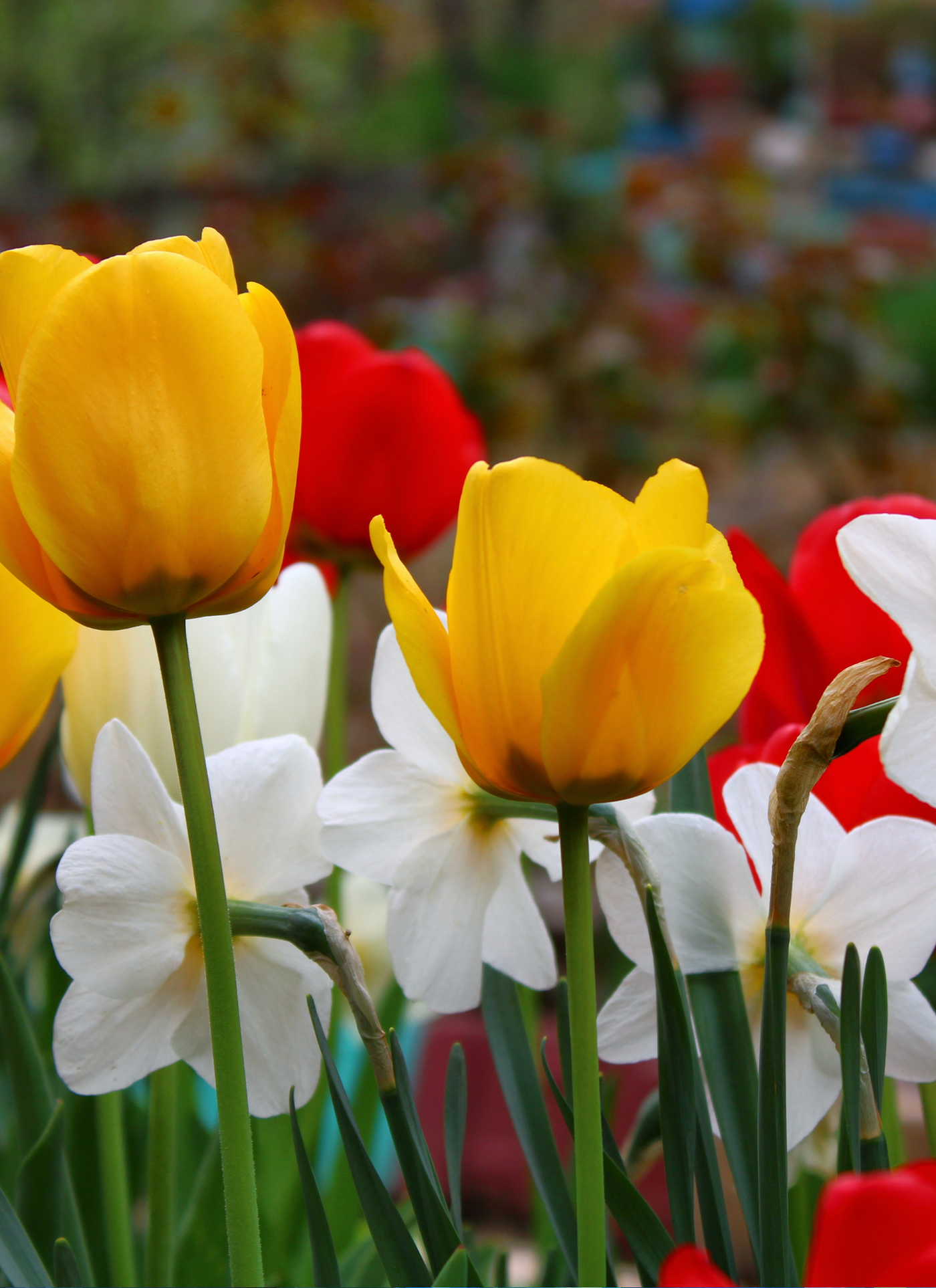 Spring Garden Glow – Paint by Numbers