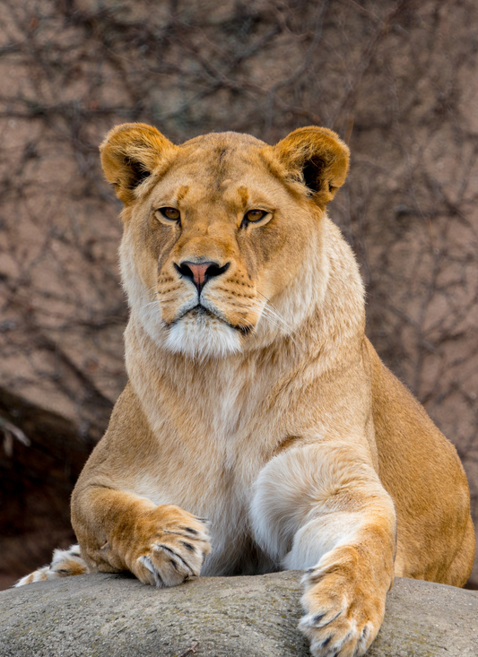 Queen of the Wild – Paint by Numbers Kit