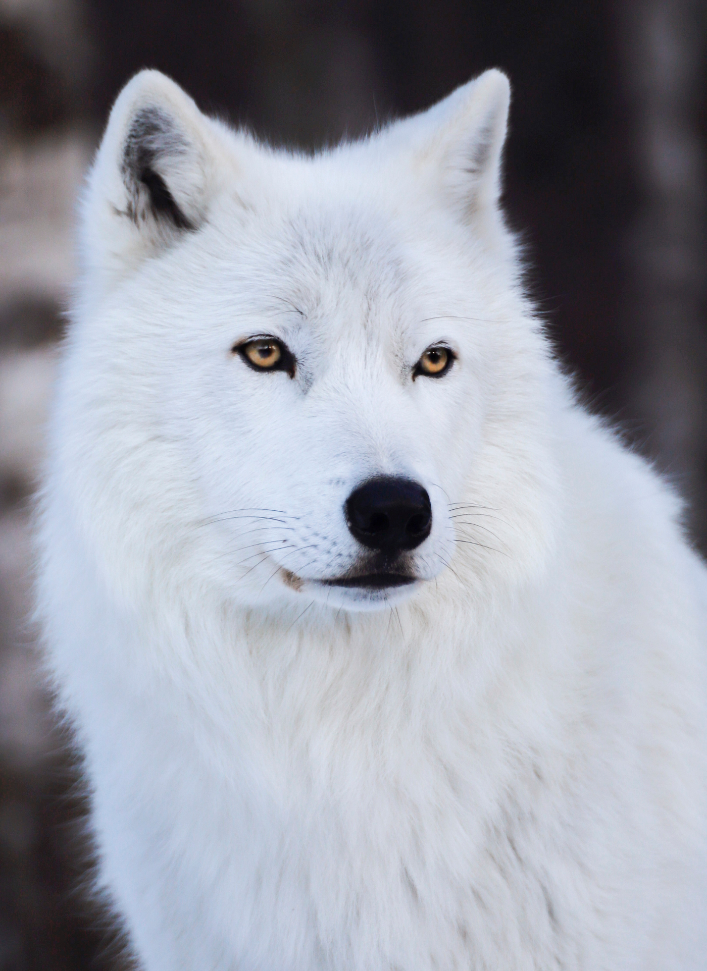 Arctic Wolf - Paint by Numbers