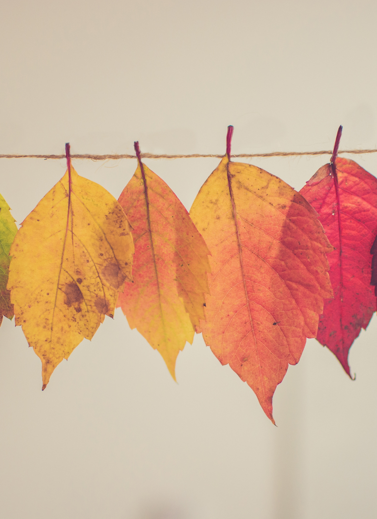 Autumn Harmony – Paint by Numbers Kit