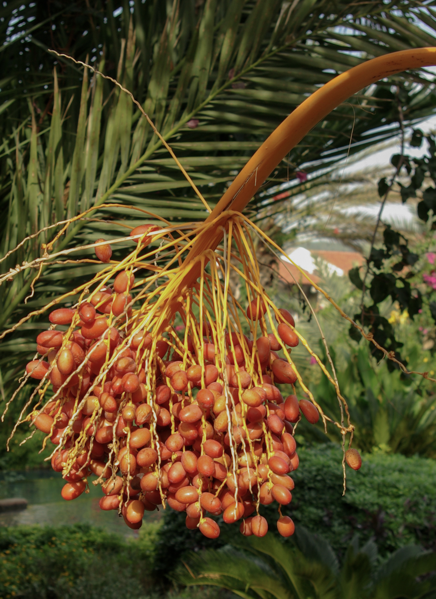 Golden Date Palm Delight – Paint by Numbers Kit