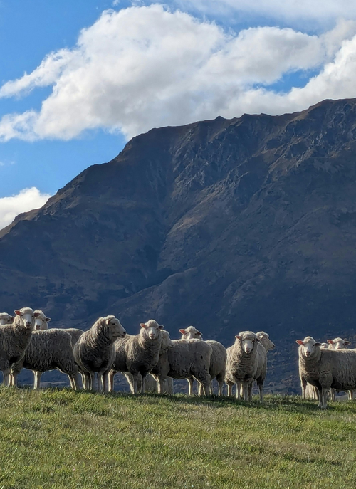 Mountain Flock – Paint by Numbers Kit