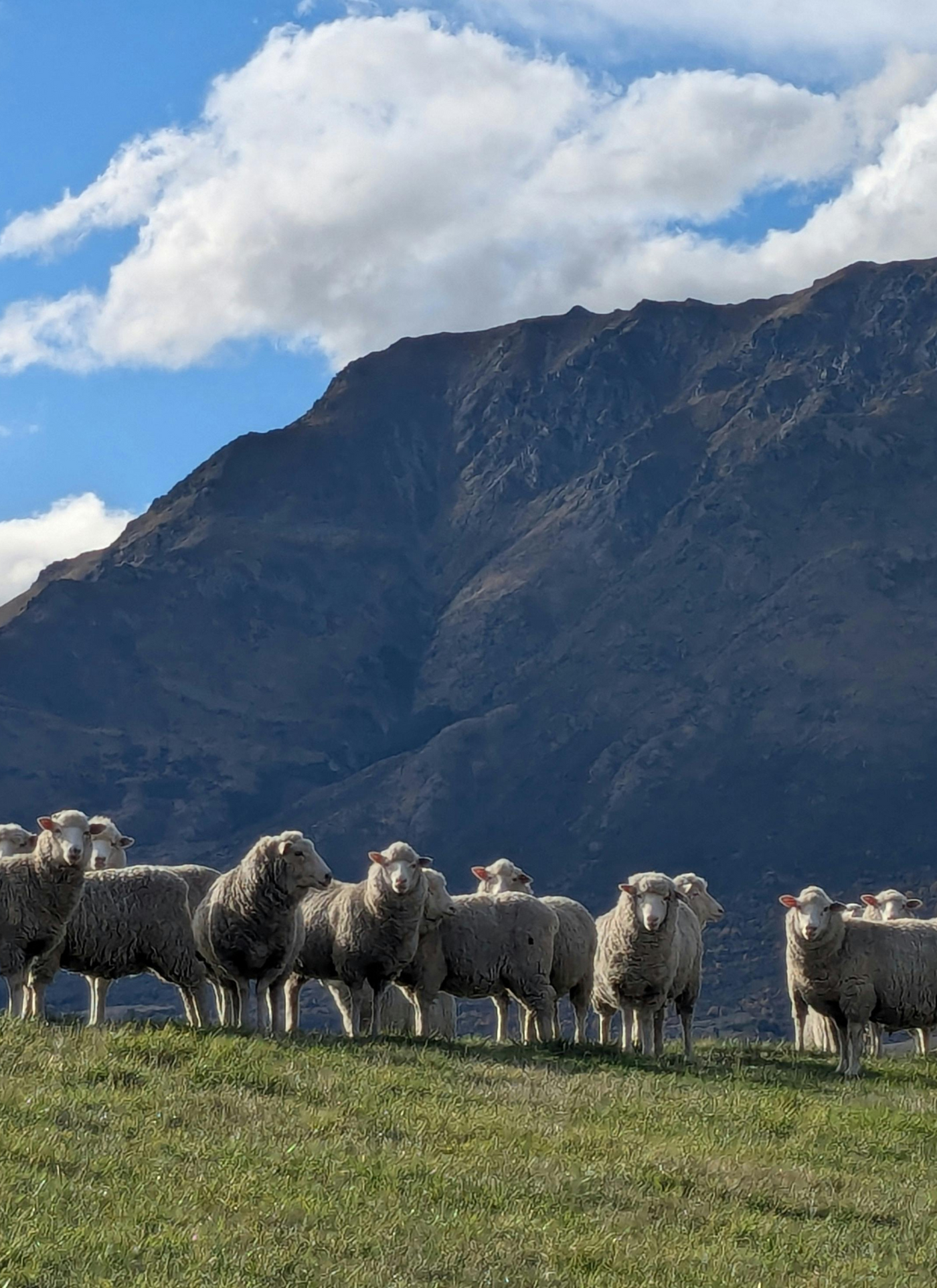 Mountain Flock – Paint by Numbers Kit