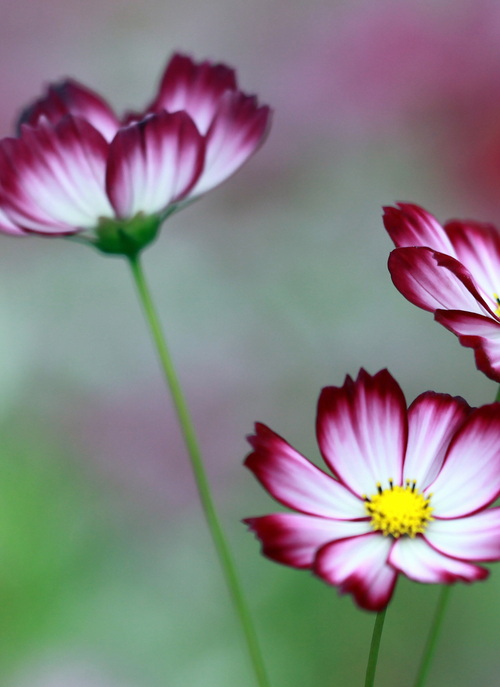 Pink-Edged Cosmos – Paint by Numbers Kit