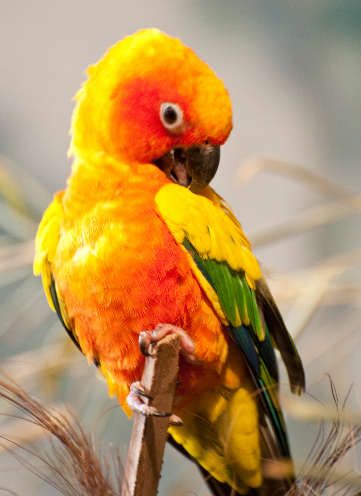 Tropical Sunset Parrot – Paint by Numbers Kit