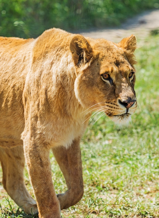 Majestic Lioness in the Wild – Paint by Numbers