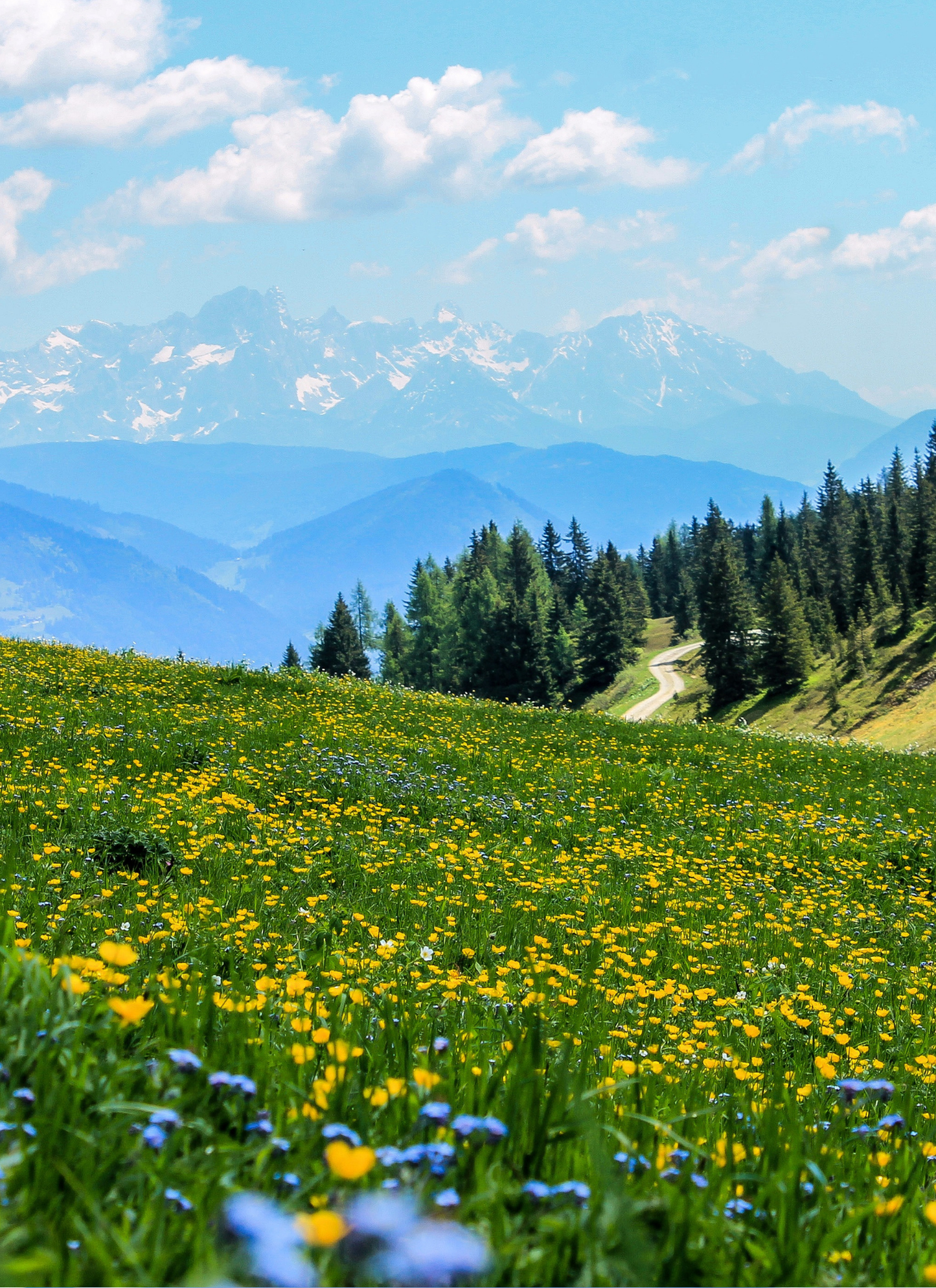 Alpine Meadow in Bloom – Paint by Numbers Kit