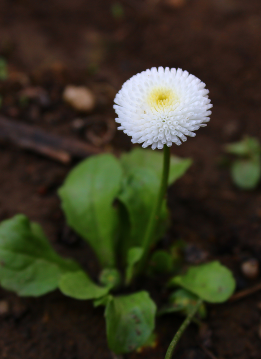 White Pompon Daisy – Paint by Numbers Kit