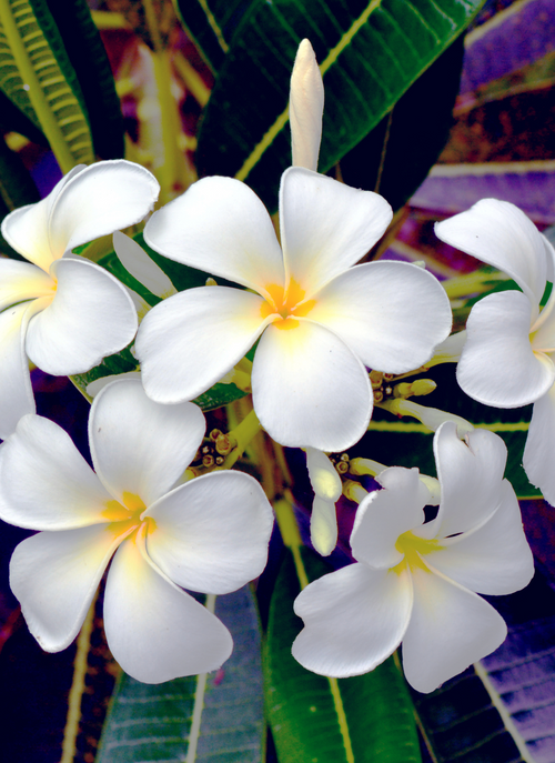 Tropical Tranquility – Paint by Numbers