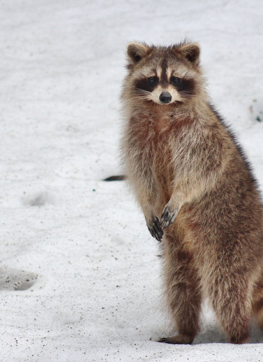 Snowy Stare – Raccoon Paint by Numbers