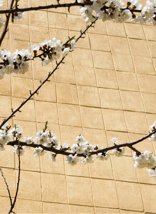 Cherry Blossom Harmony – Paint by Numbers Kit