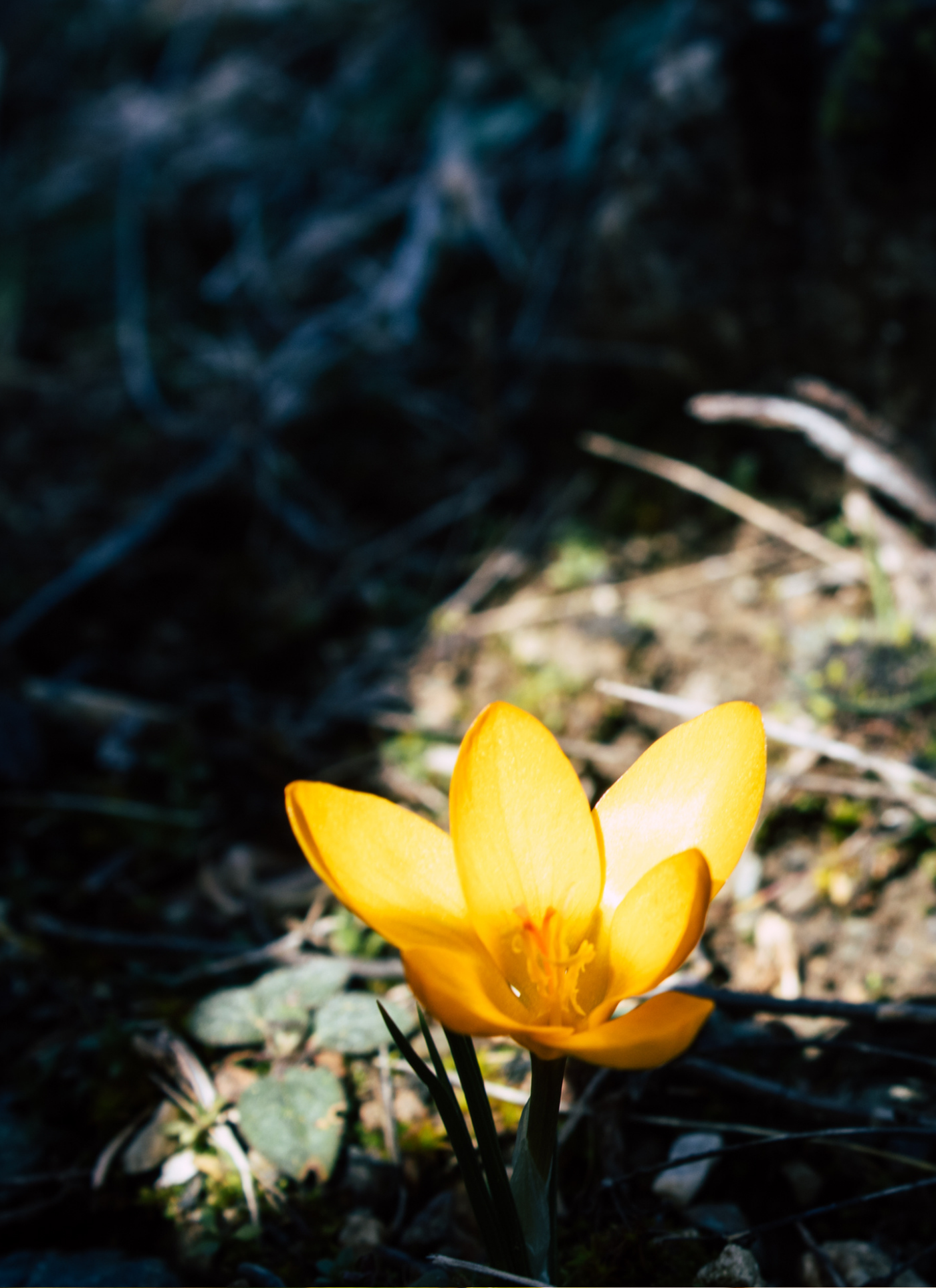 Golden Crocus in Sunlight – Paint by Numbers Kit