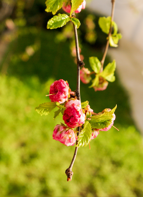 Blossoming Cherry Branch – Paint by Numbers Kit