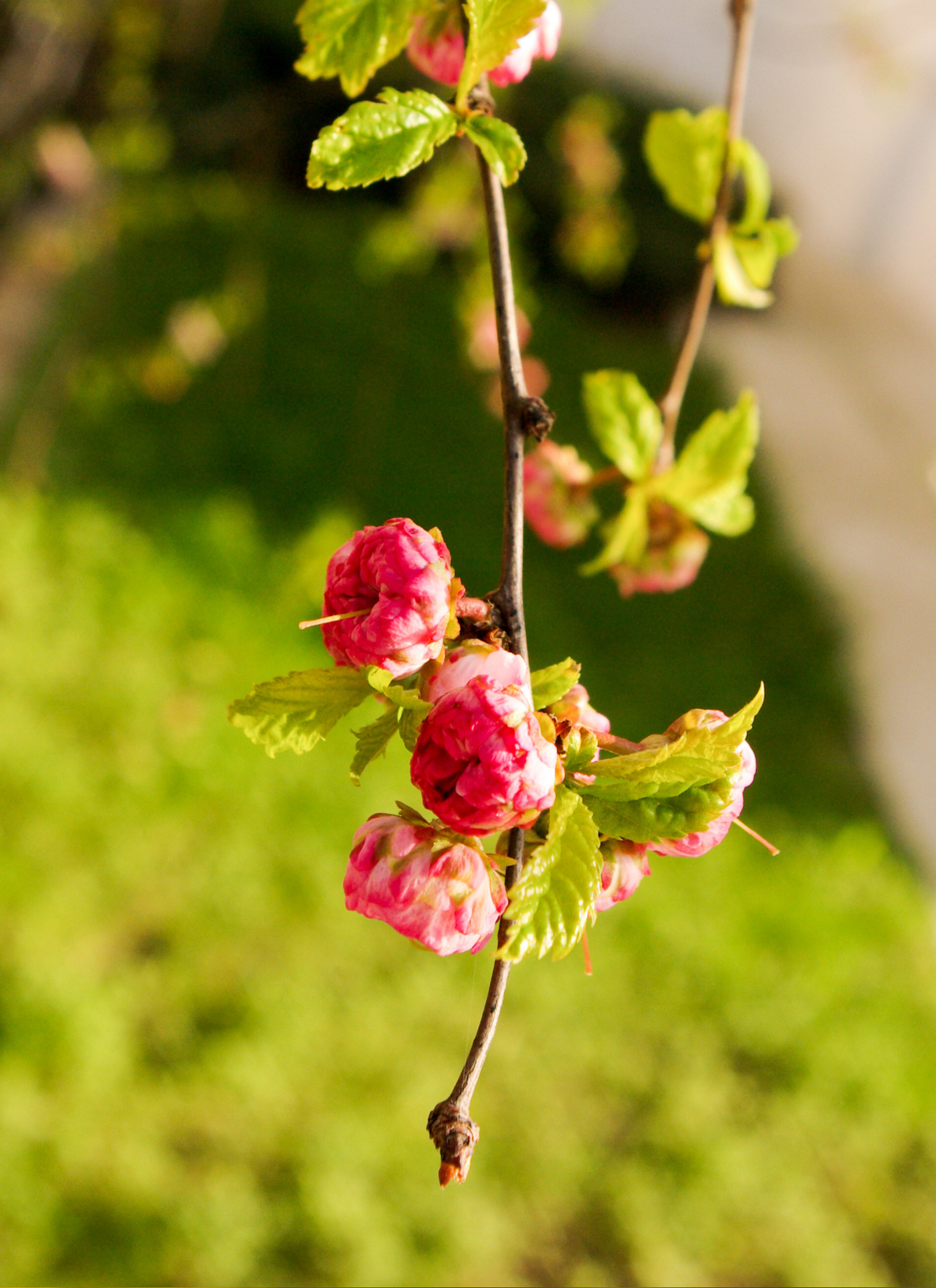 Blossoming Cherry Branch – Paint by Numbers Kit