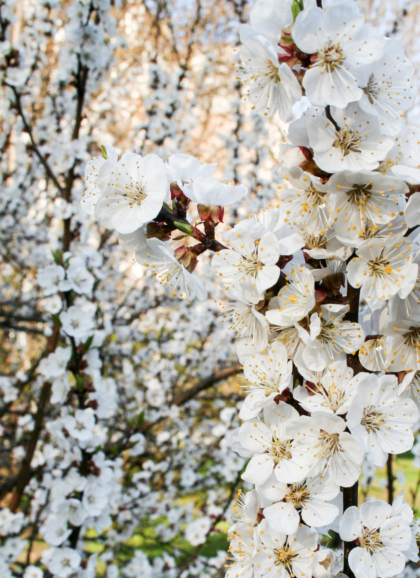 Springtime Blossoms – Paint by Numbers Kit