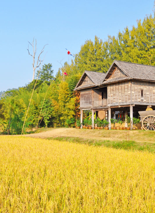 Golden Rice Fields & Wooden Village House – Paint by Numbers Kit