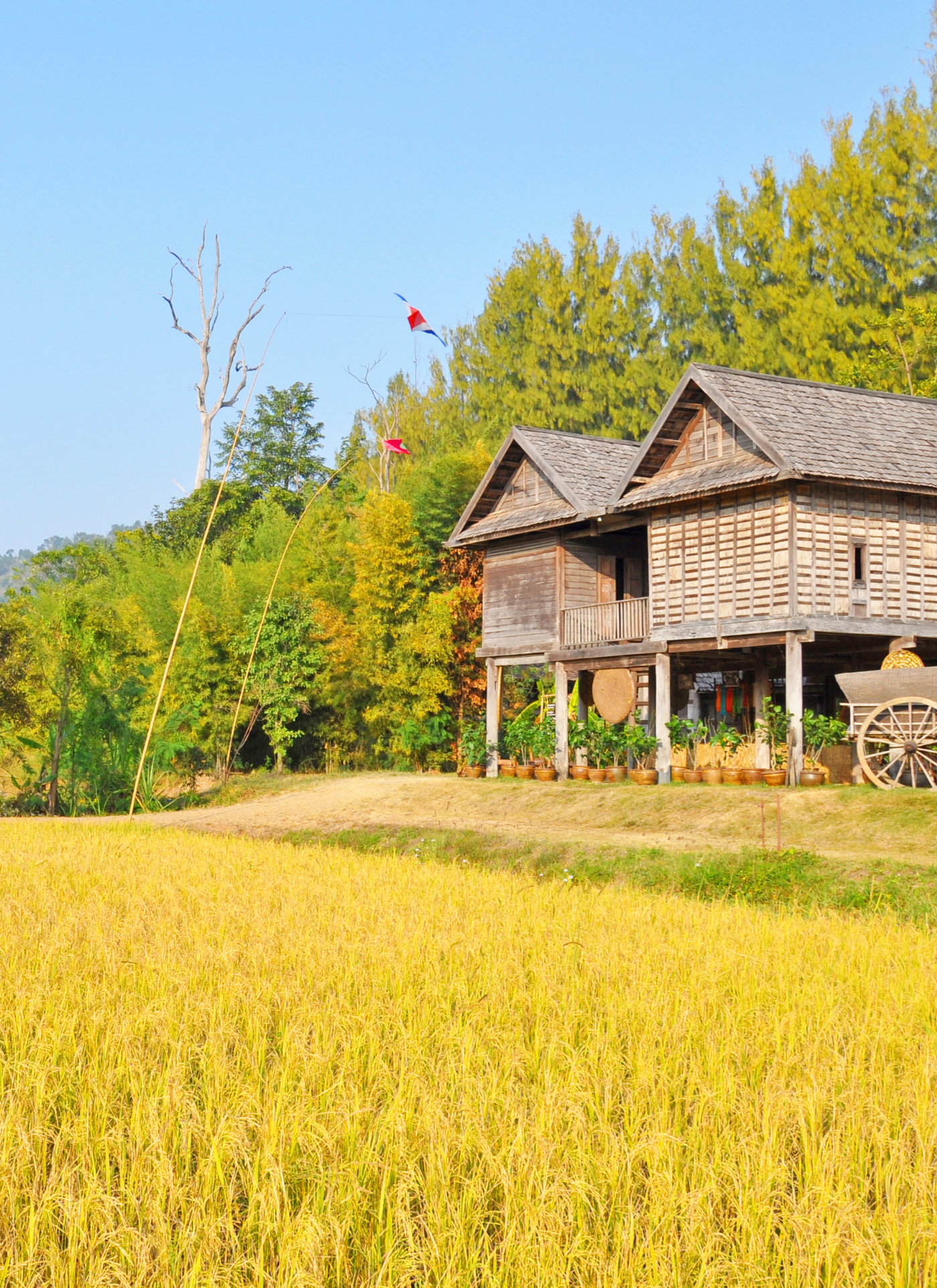 Golden Rice Fields & Wooden Village House – Paint by Numbers Kit