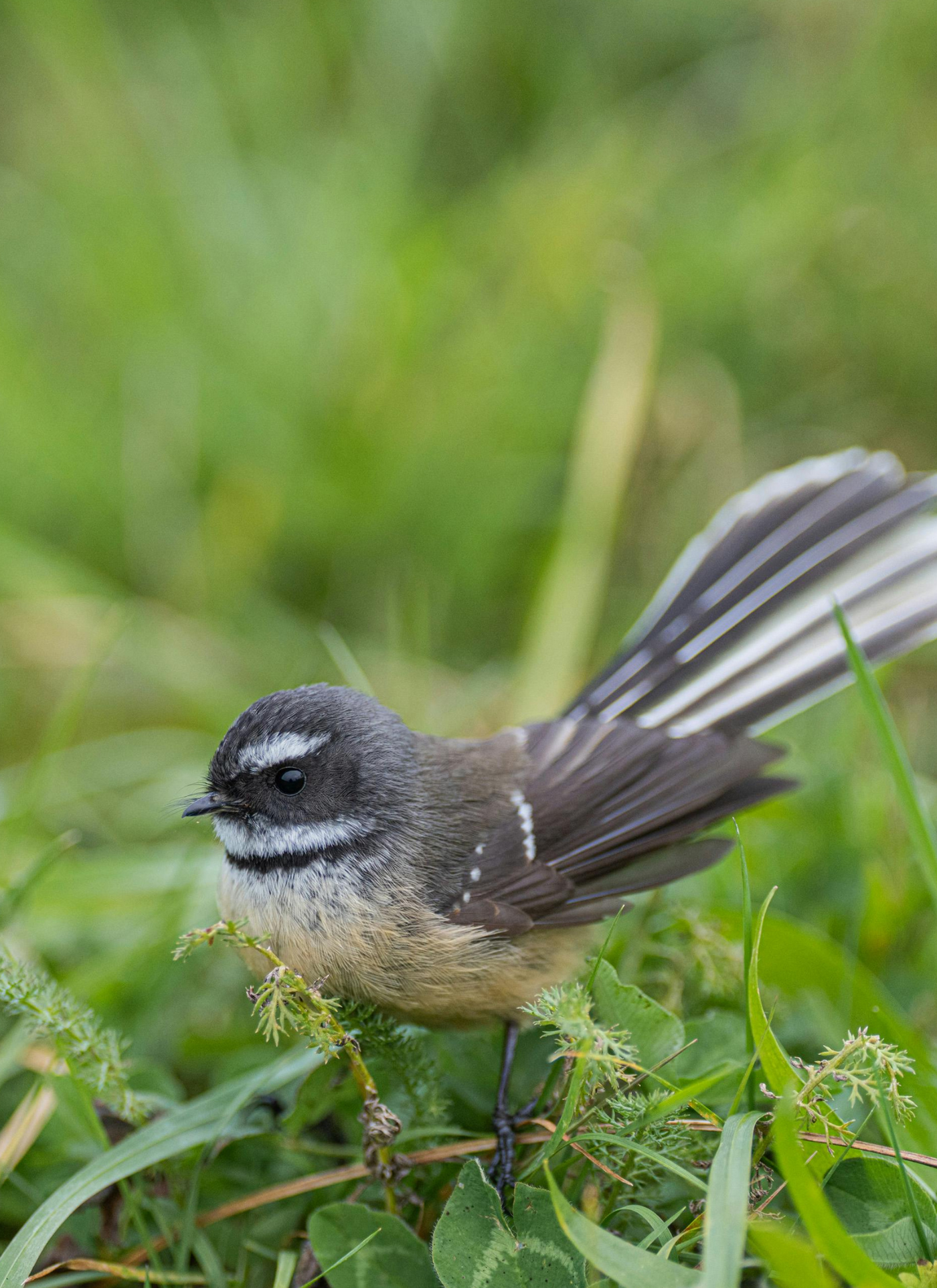Fantail in the Grass – Paint by Numbers Kit