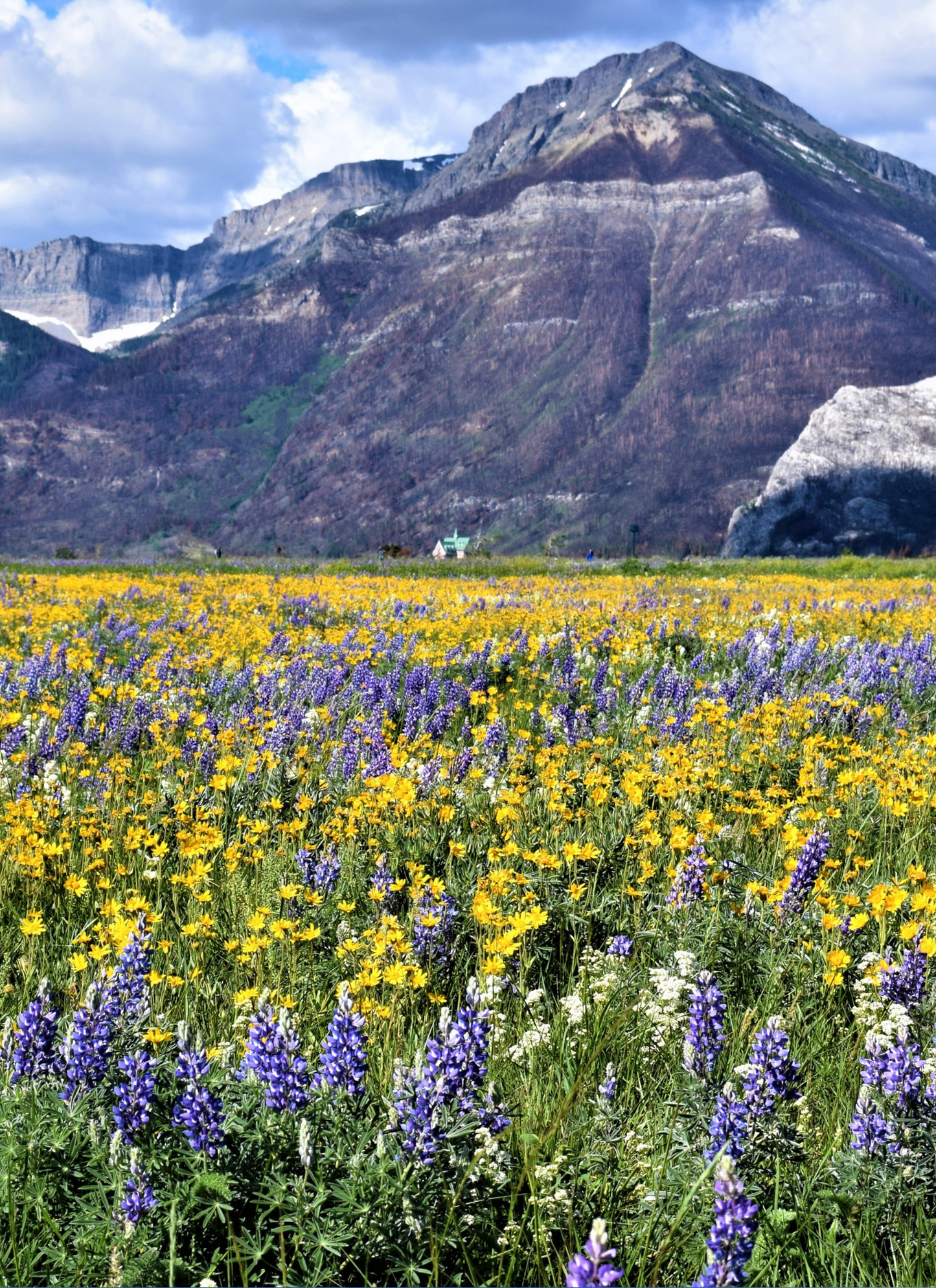 Wildflowers in Mountain Valley – Paint by Numbers Kit