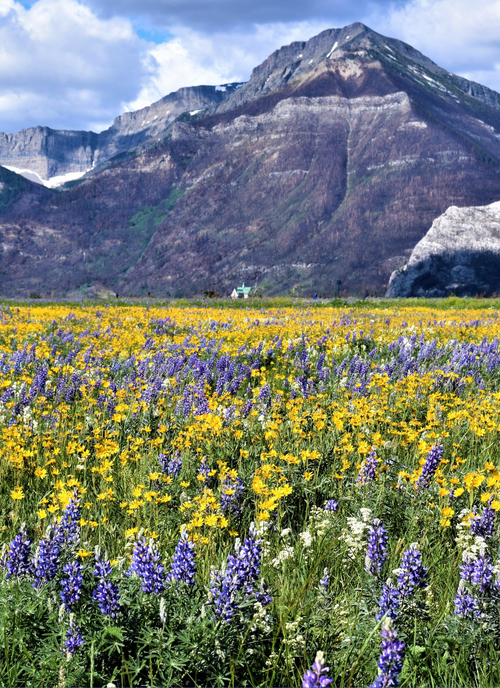 Wildflowers in Mountain Valley – Paint by Numbers Kit