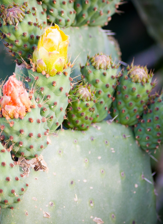 Cactus Bloom Delight – Paint by Numbers Kit