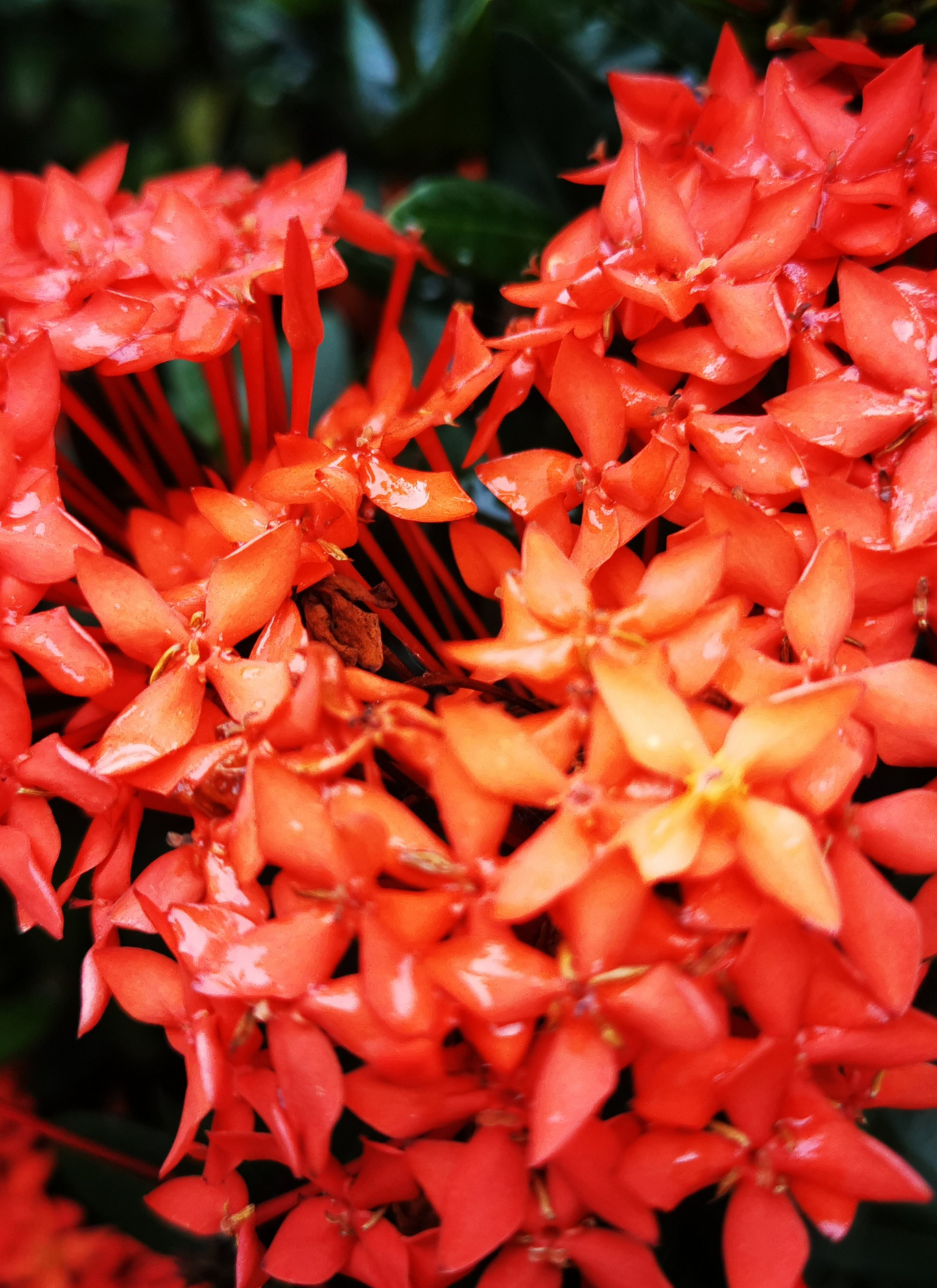 Fiery Ixora Blooms – Paint by Numbers Kit