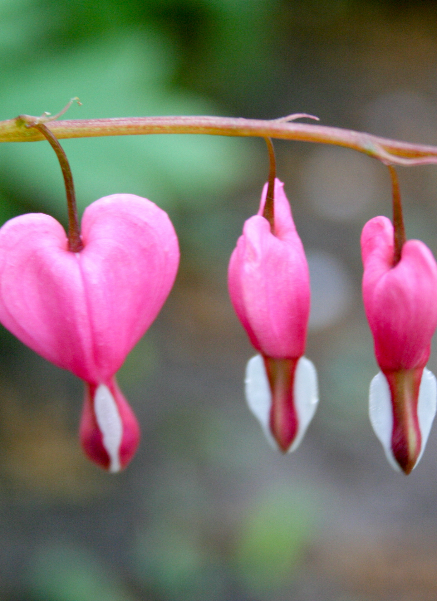 Bleeding Heart Blossoms – Paint by Numbers Kit