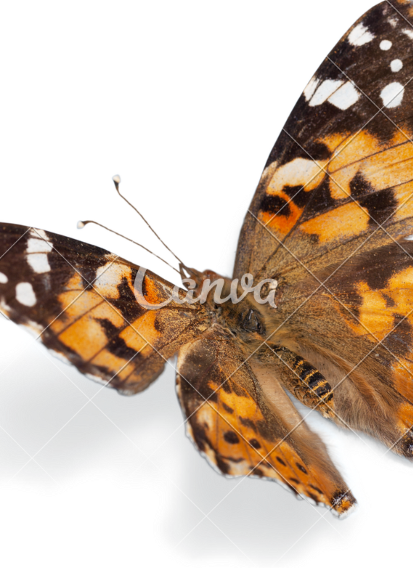 Monarch in Motion – Paint by Numbers Kit