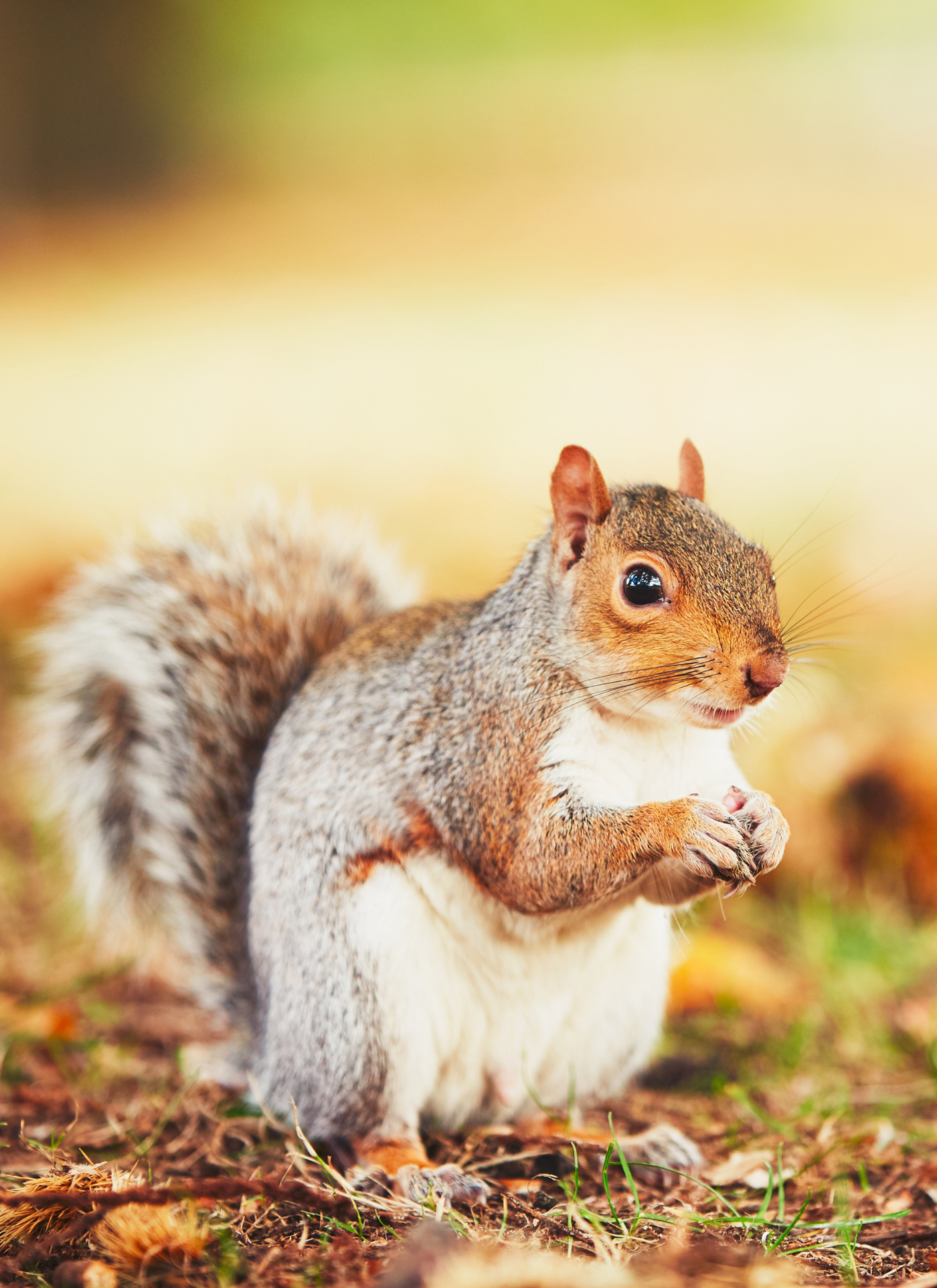 Curious Squirrel – Paint by Numbers Kit
