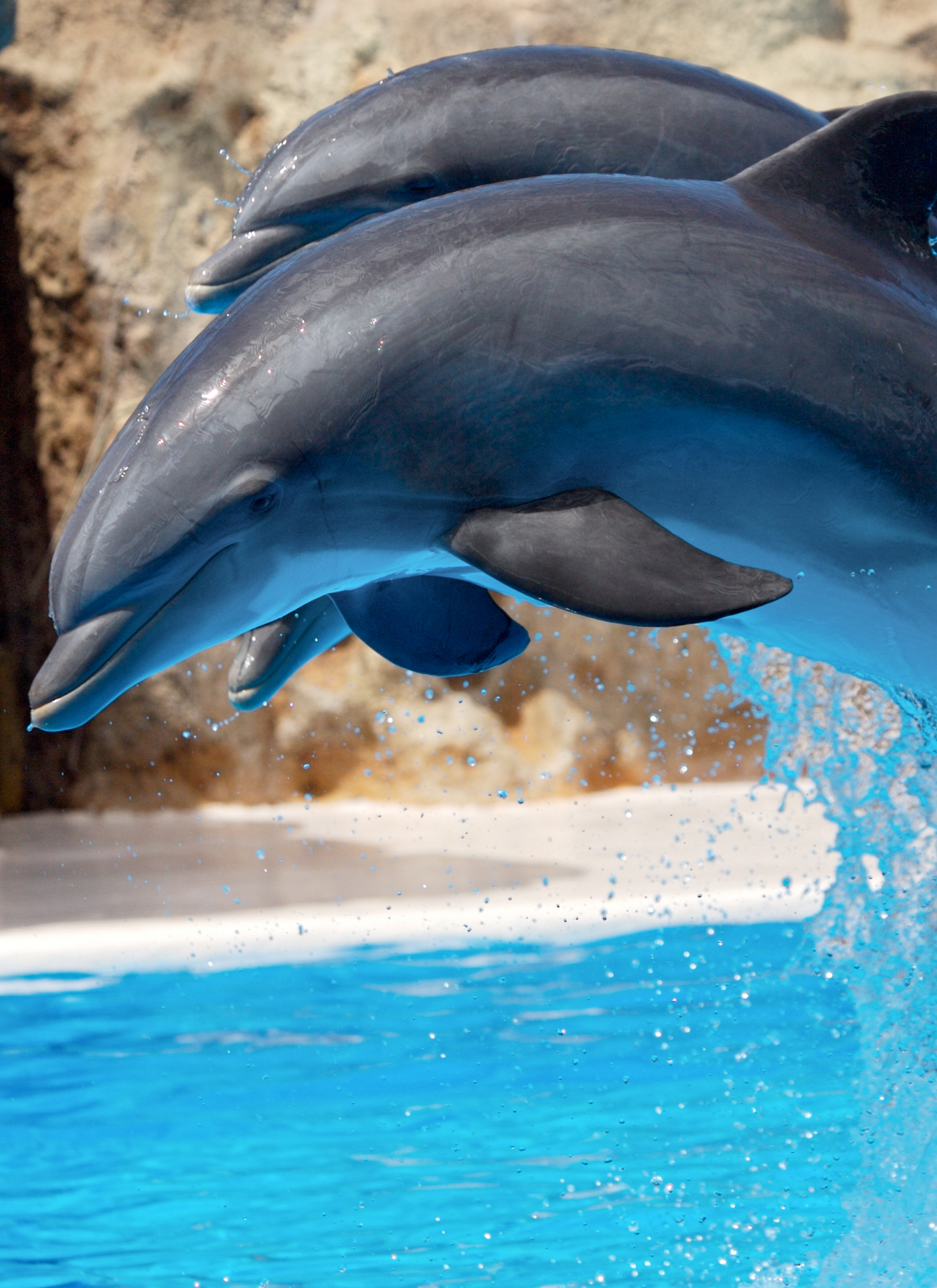 Playful Dolphins – Paint by Numbers Kit