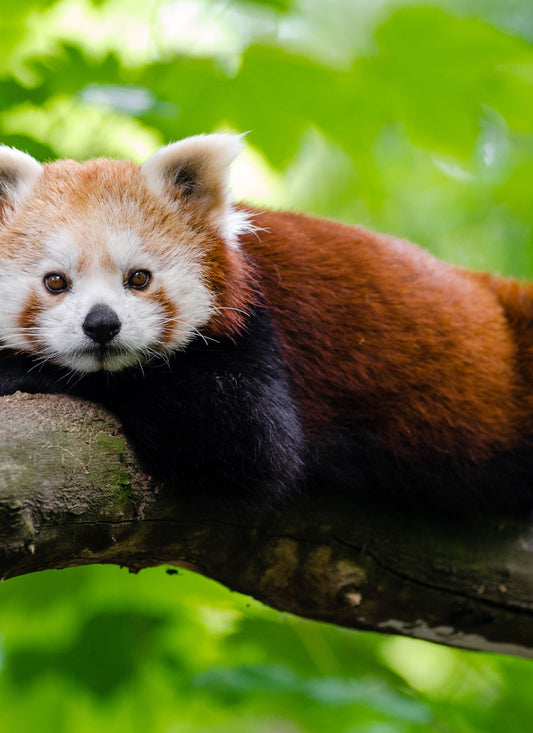 Lazy Branch Nap – Red Panda Paint by Numbers