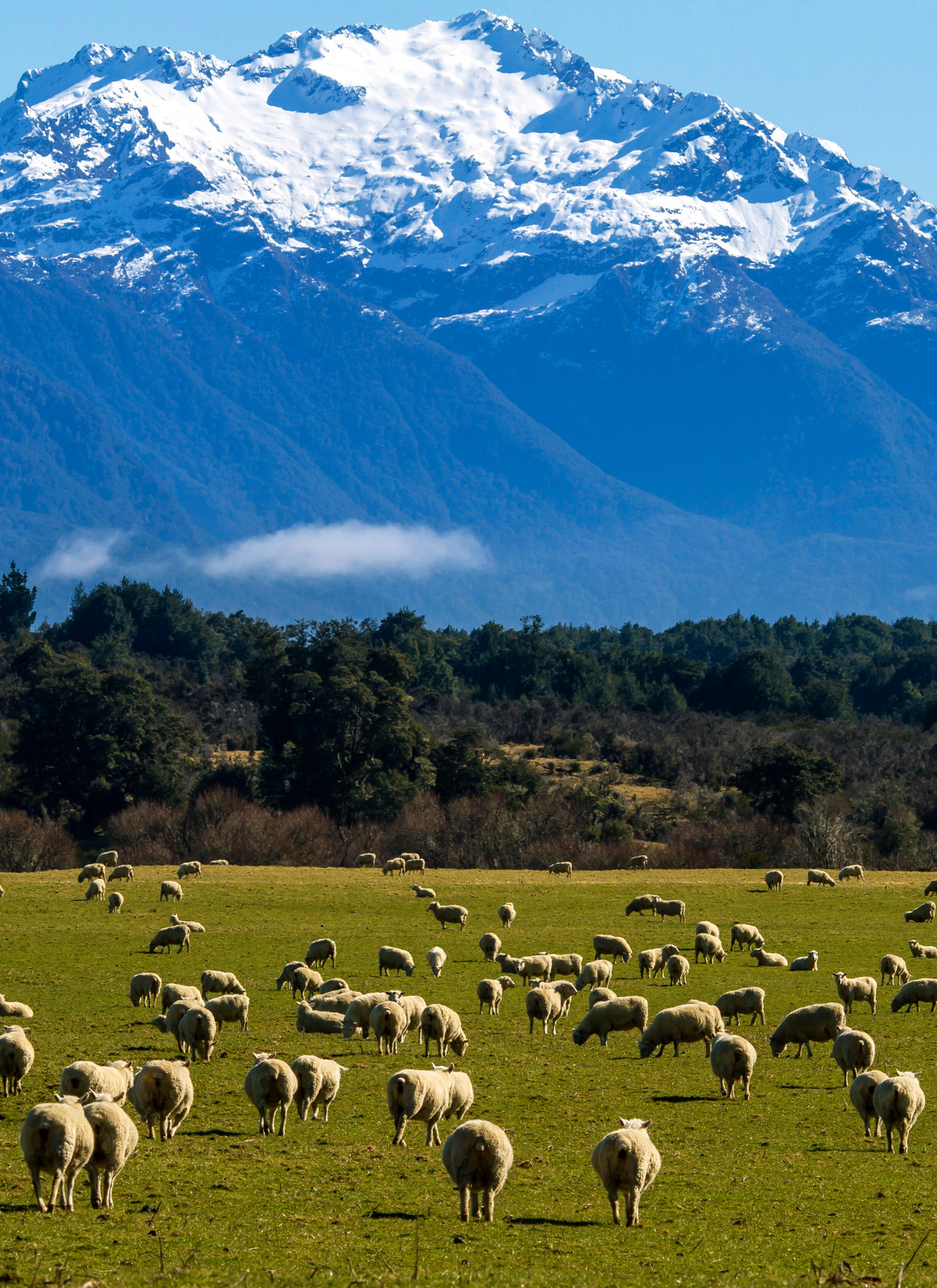 Mountain Meadow Flock – Paint by Numbers Kit