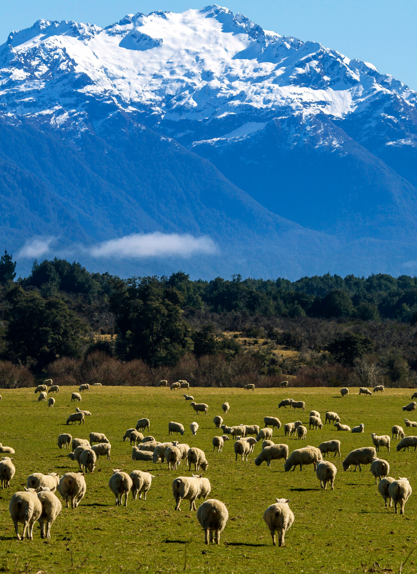 Mountain Meadow Flock – Paint by Numbers Kit