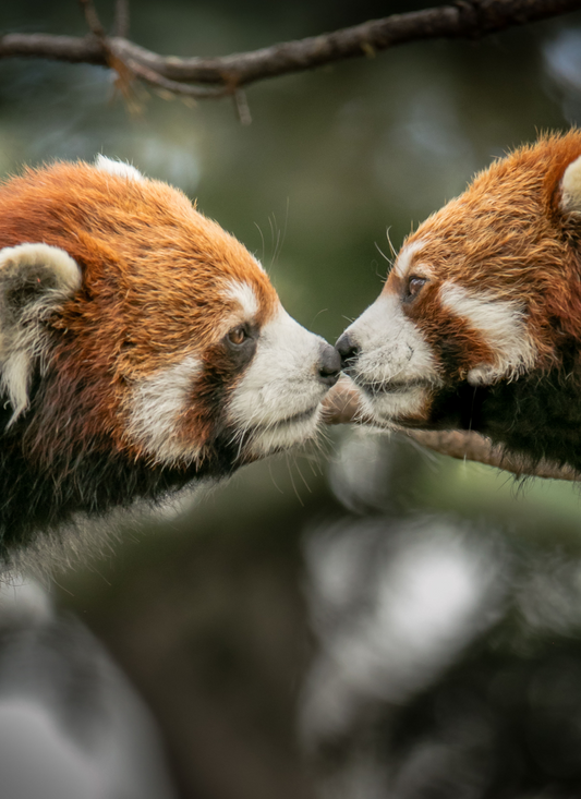 Red Panda Love – Paint by Numbers