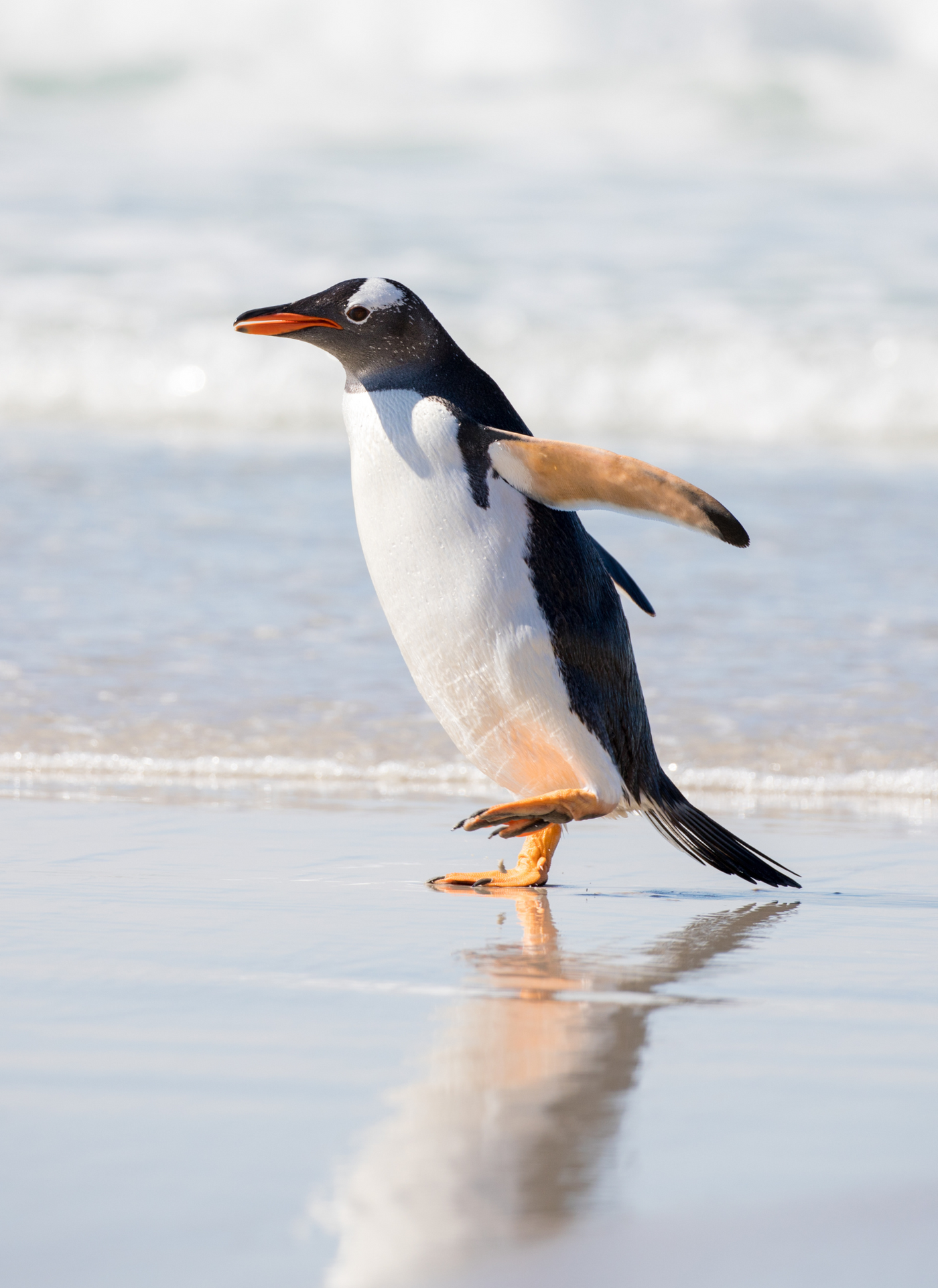 Gentoo Penguin on the Shore – Paint by Numbers