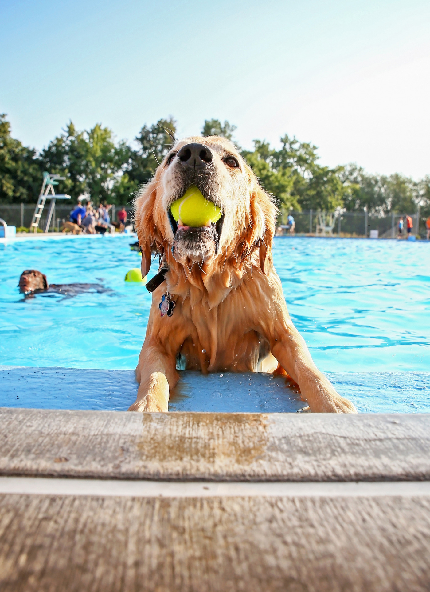 Golden Retriever Pool Play – Paint by Numbers Kit