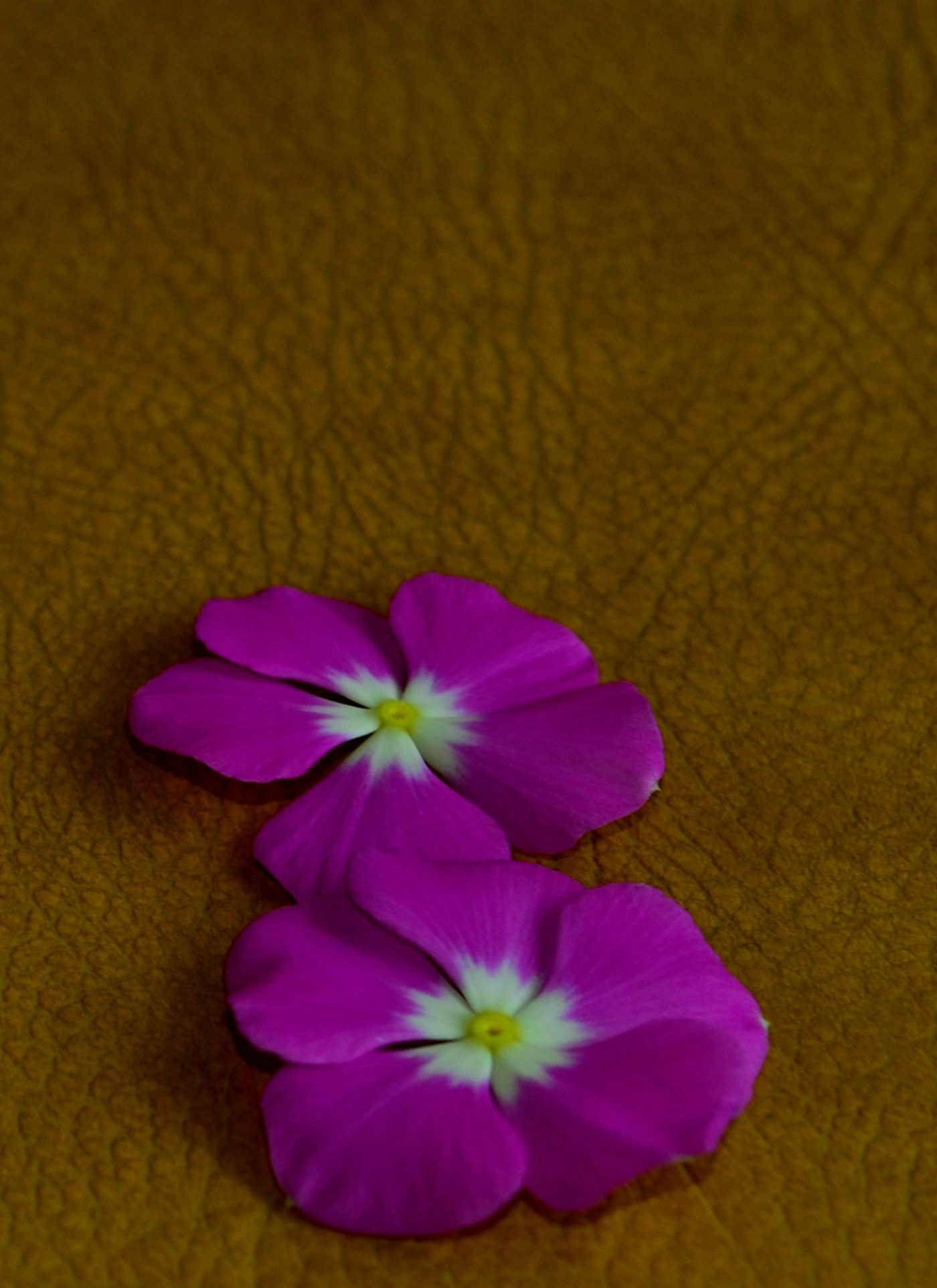 Purple Periwinkle Petals – Paint by Numbers Kit