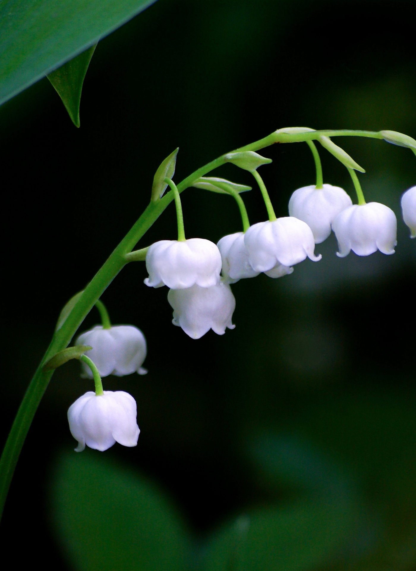 Delicate White Lilies of the Valley Paint by Numbers Kit